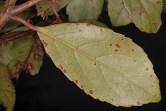 Elaeocarpus glandulosus